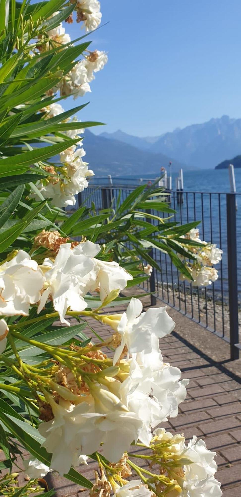 Residence Laguna Beach Pianello Del Lario المظهر الخارجي الصورة