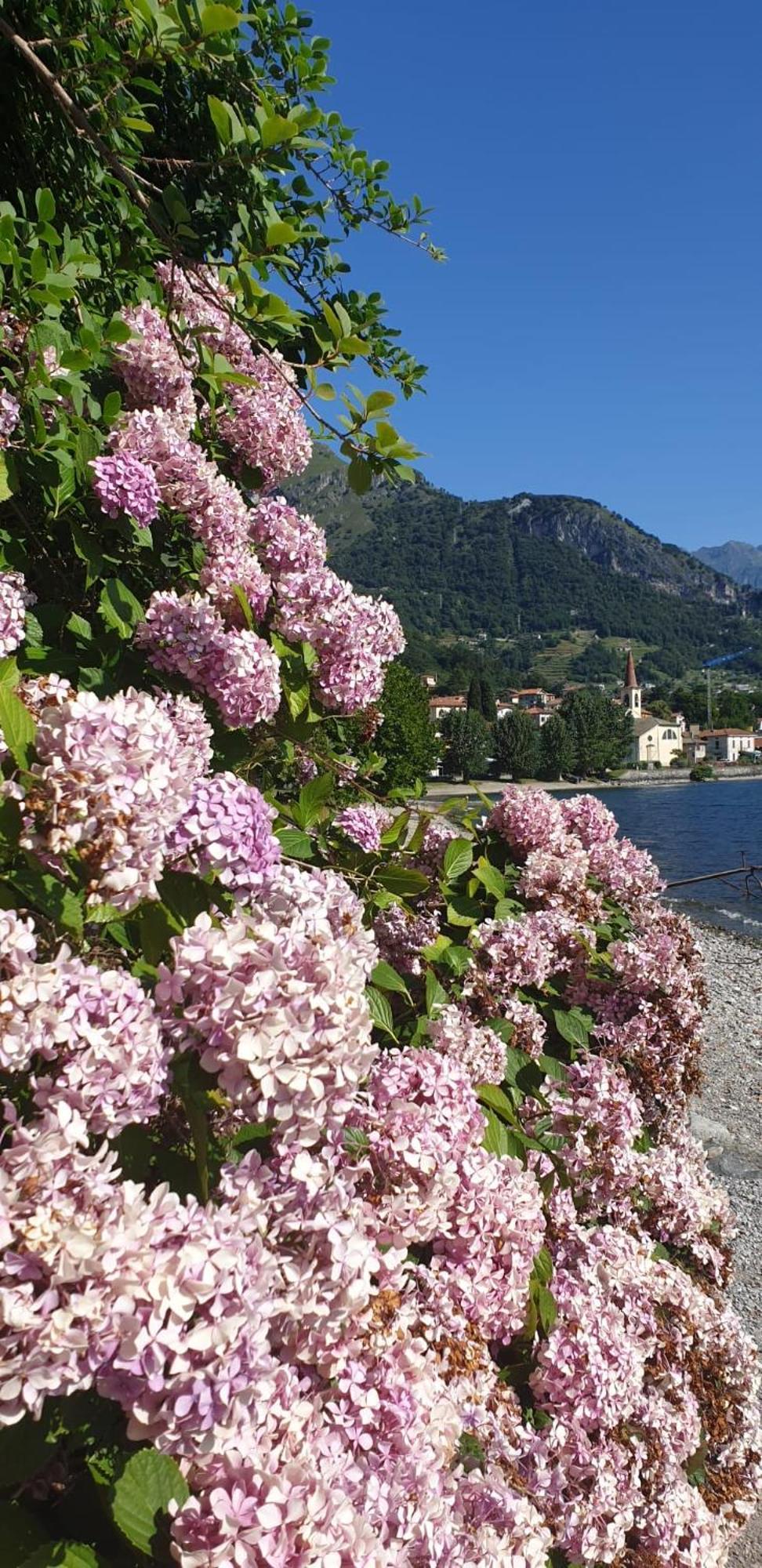 Residence Laguna Beach Pianello Del Lario المظهر الخارجي الصورة